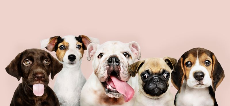 Photo of five different dog breeds and ages with happy expressions and body language lined up on a pink background.  