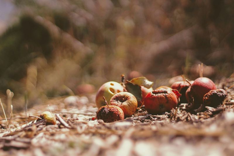 Fruit decomposing on ground.