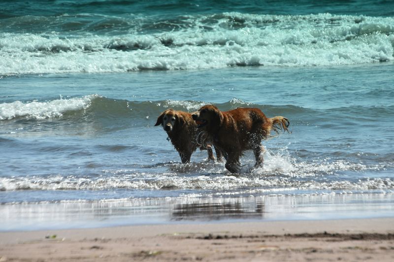 Two dogs at the beach.