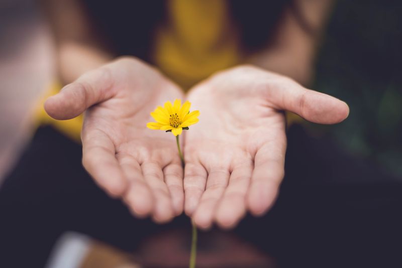 Open palms of two hands, with a yellow flower growing in between them.