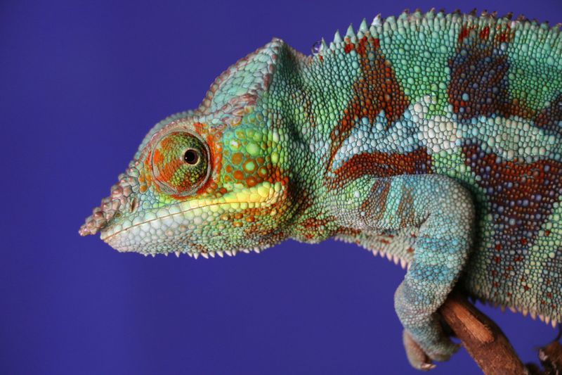 A chameleon leaning on a branch.