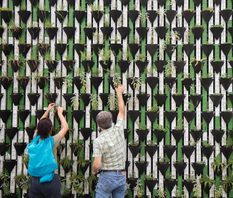 Two people work together to plant a green wall