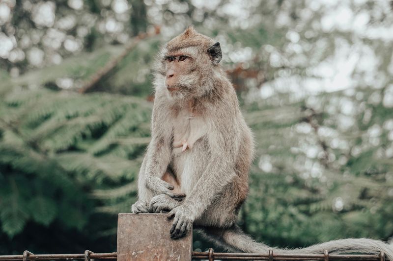Monkey with brown fur sitting on a post on a fence with trees in the background.