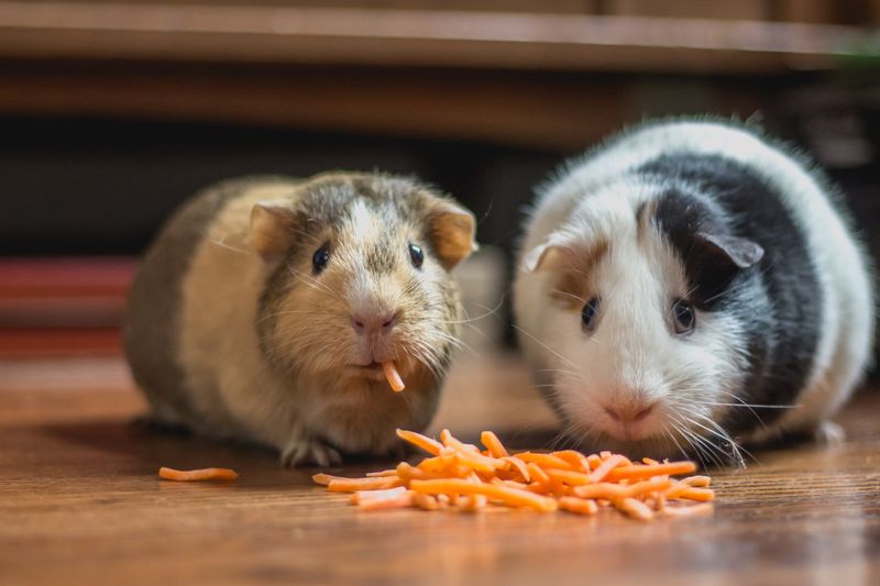 guinea pigs