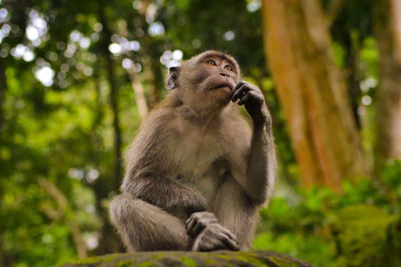A monkey sitting on a rock in a forest with a hand to its chin, as if in thought