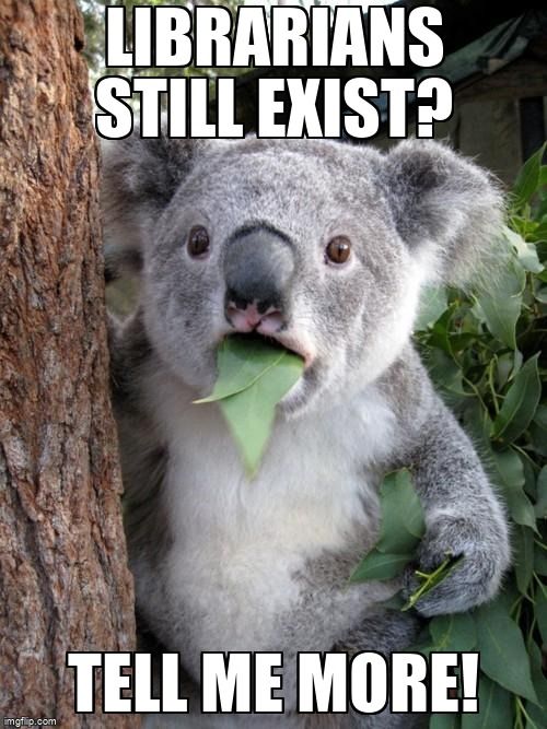 Surprised koala saying, 'Librarians still exist? Tell me more!'