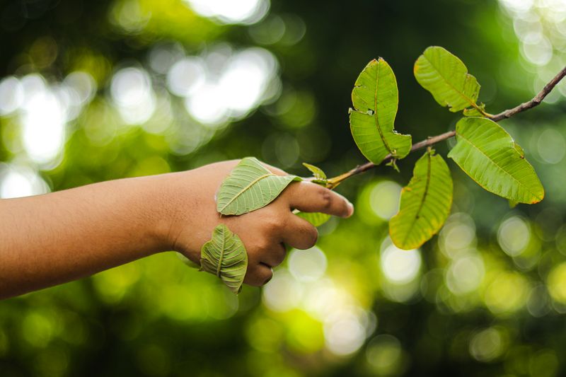 A hand reaches out to shake a tree branch