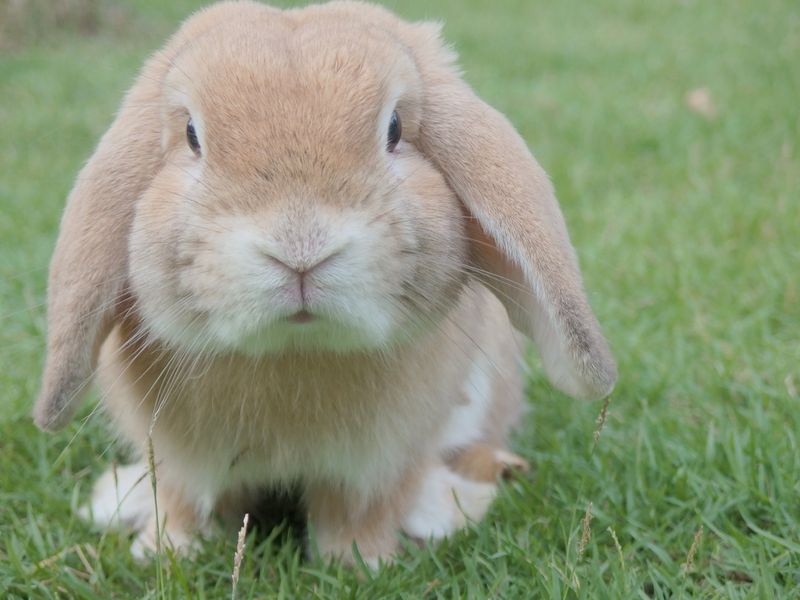 Closeup of a bunny