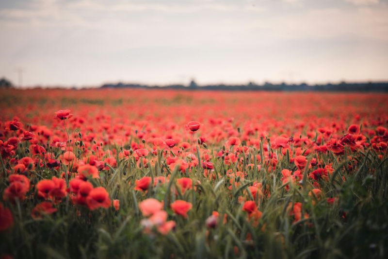 A field of poppies.