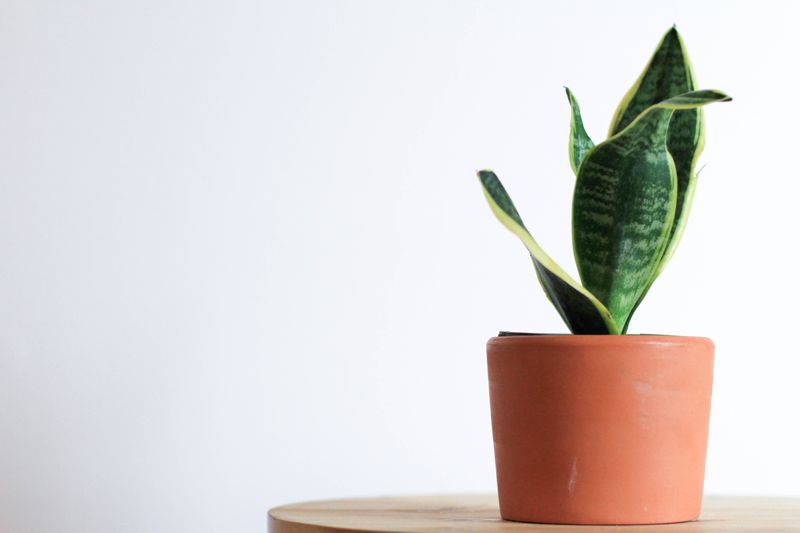 An image of a snake plant