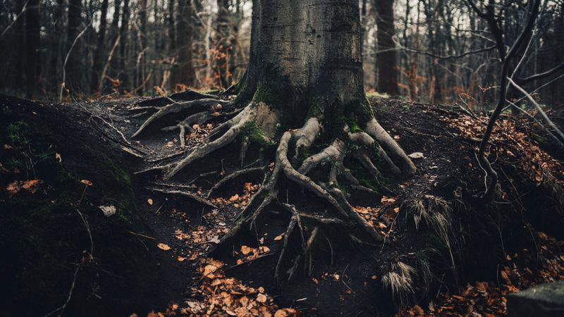 A large tree in the forest with a closeup view of its tangled roots