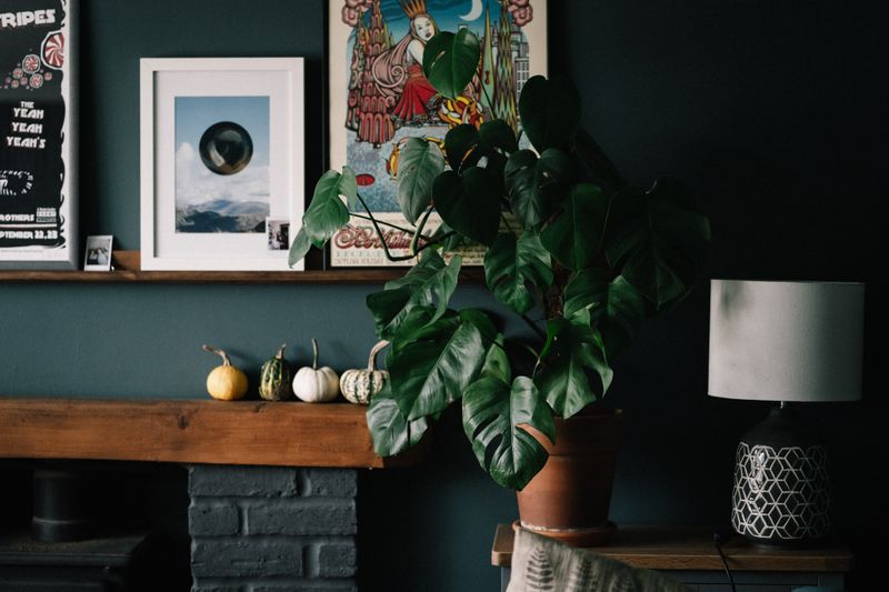 An image of a house plant in a darker area of a home.