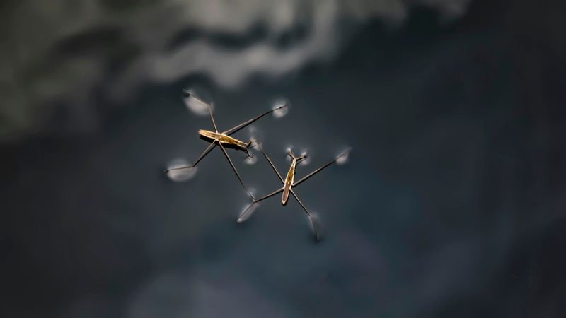Two water strider bugs standing on a surface of water. 