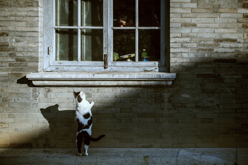 A cat standing on its hind legs outside a window straining to look above window sill at the person inside.