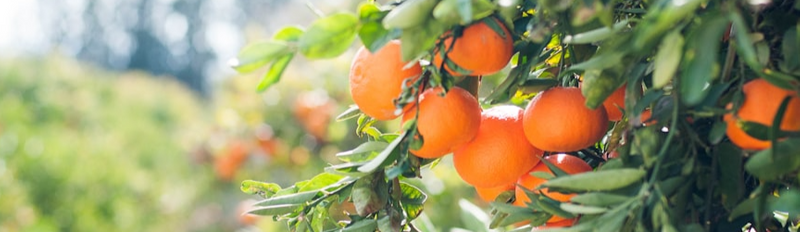 Oranges on a tree