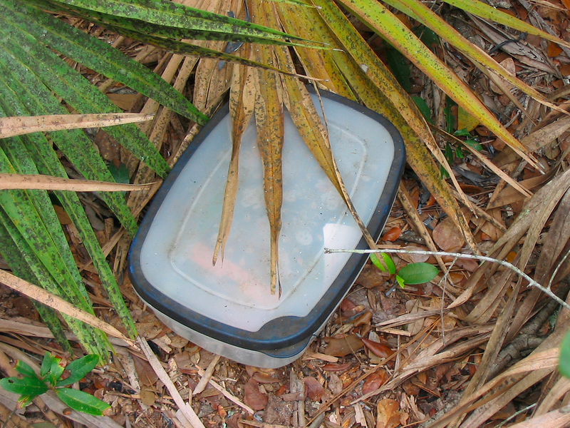 tupperwear container hidden under tree branches in the woods