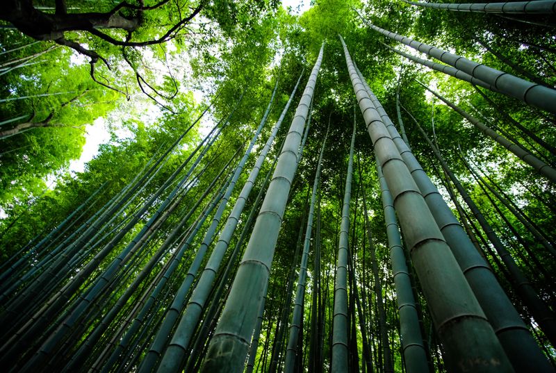 View of bamboo forest canopy from ground level.