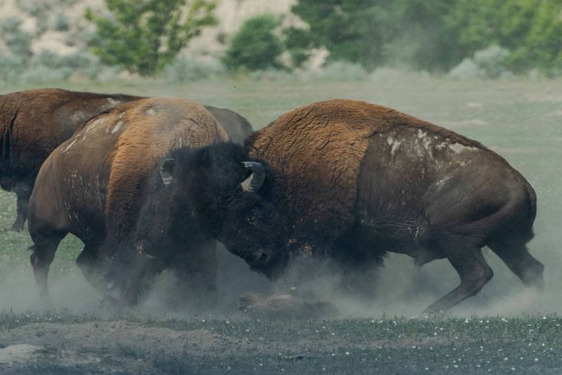 Buffalo ramming into each other.