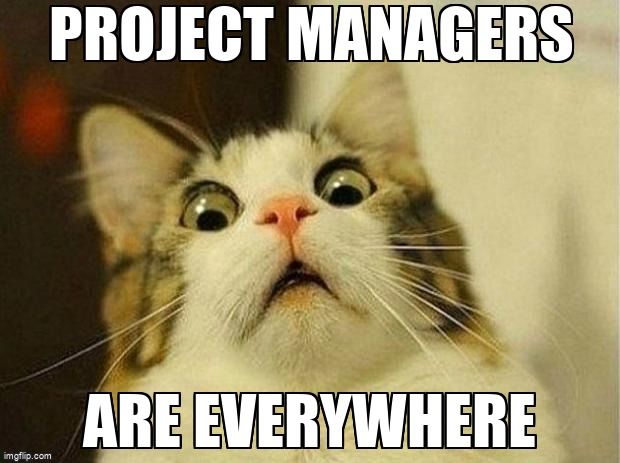 surprised cat meme; project managers are everywhere