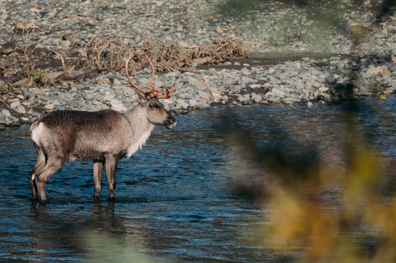 A caribou standing in a shallow river.