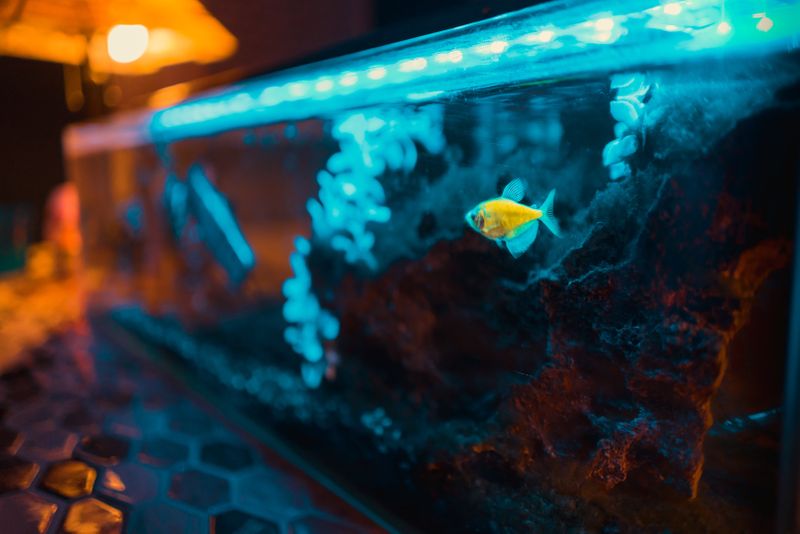 A yellow fish in a tank. The tank is illuminated with blue light.