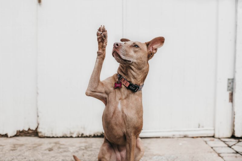 a picture of a dog raised its right paw