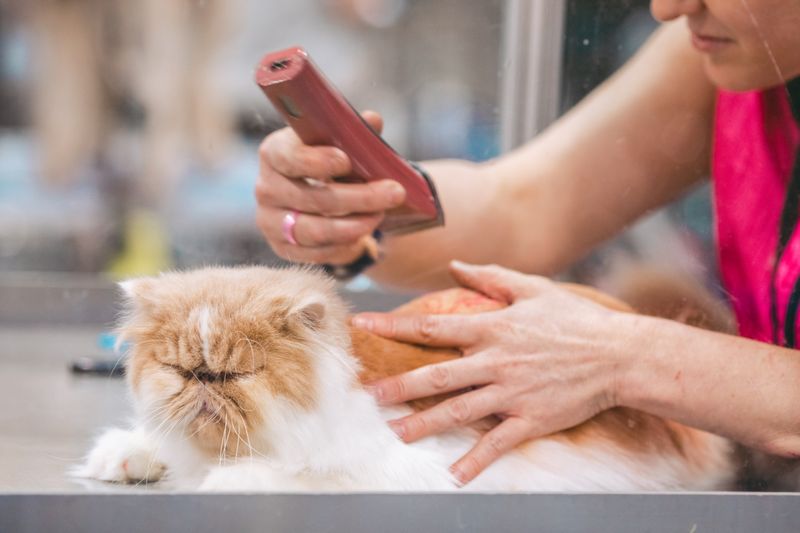 A cat being groomed.