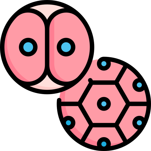 Flaticon Icon for Cell Division
