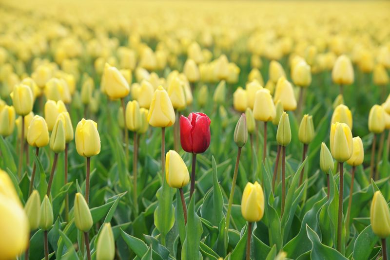 A field of yellow tulips with one red tulip.