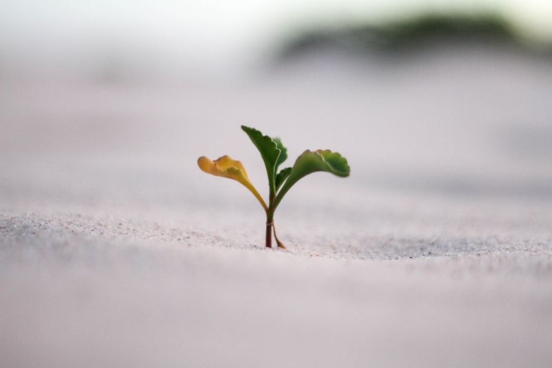 A young shoot pushing through sand.