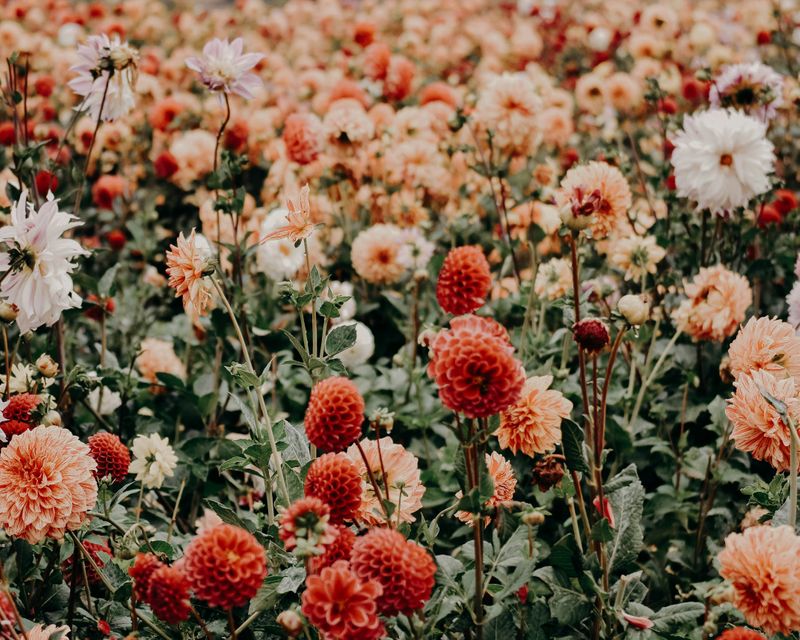 A variety of orange, red, pink, and white flowers in a field.