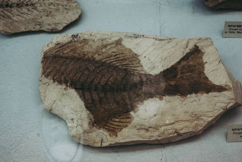 A fossil in a museum of an ancient fish
