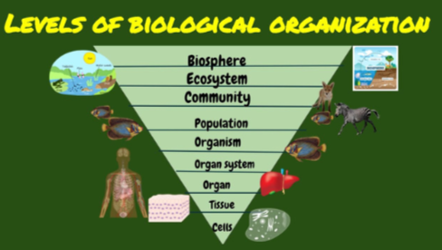 A graphic that shows the levels of biological organization.