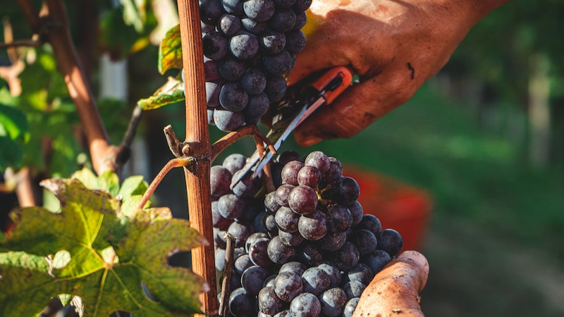 A vineyard worker's hand cutting grapes from a vine.