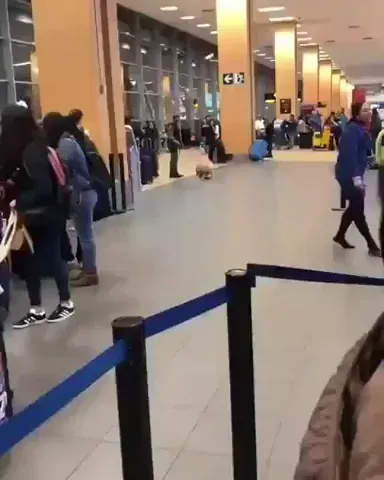 A dog in an airport on a leash, chasing and biting its tail.