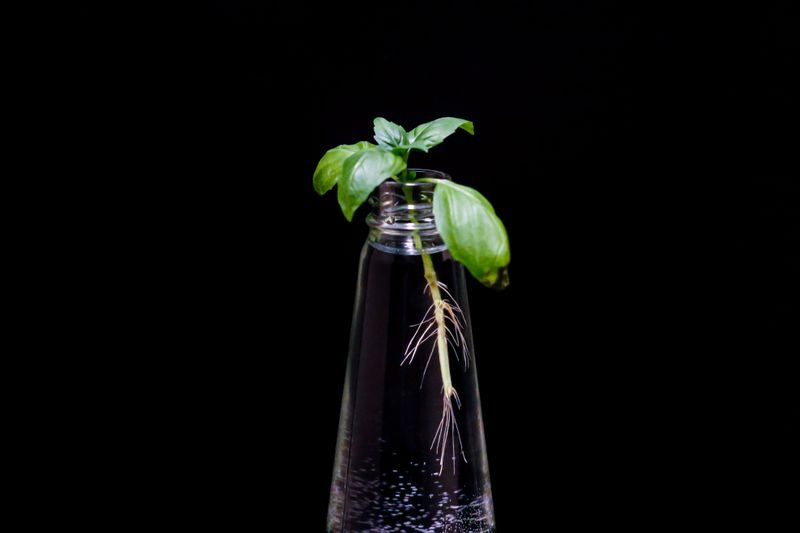 Image of a basil plant growing in a glass bottle.