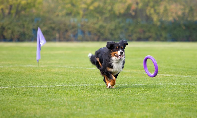 Image of a medium-lengthed black, white and tan dog running after a purple ring on an open green field.