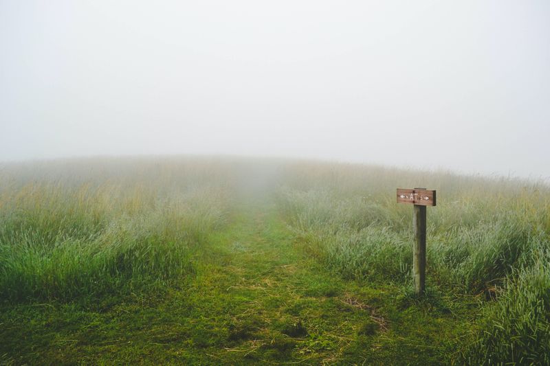 field with a small path