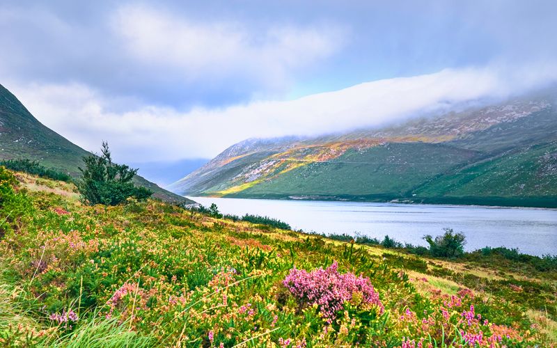 Wild flowers overlooking a river