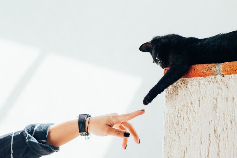 A cat touching a person's finger.