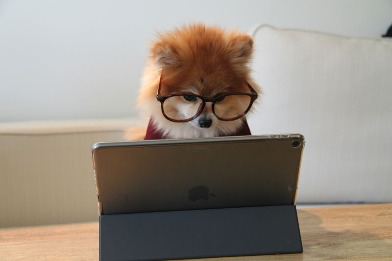 A dog with glasses working on a tablet.