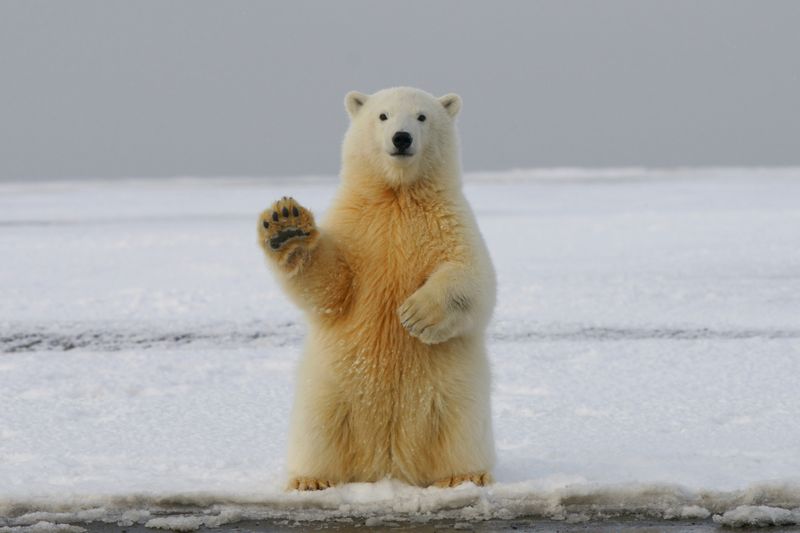 A polar bear waving its paw.