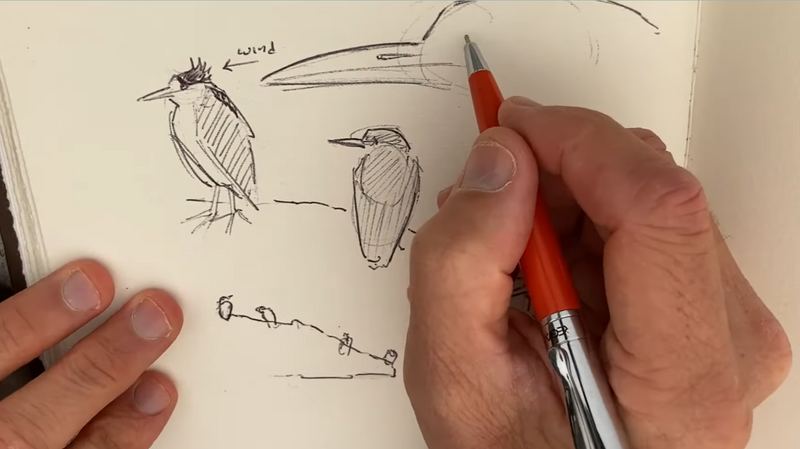 A person drawing some birds in a nature journal.