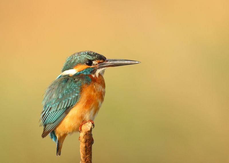 A small bird with blue and orange feathers and a long grey beak sitting on a stick in front of a blurry green background
