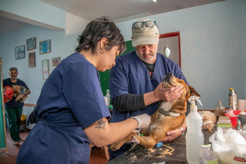 Two veterinarians giving a dog an injection.