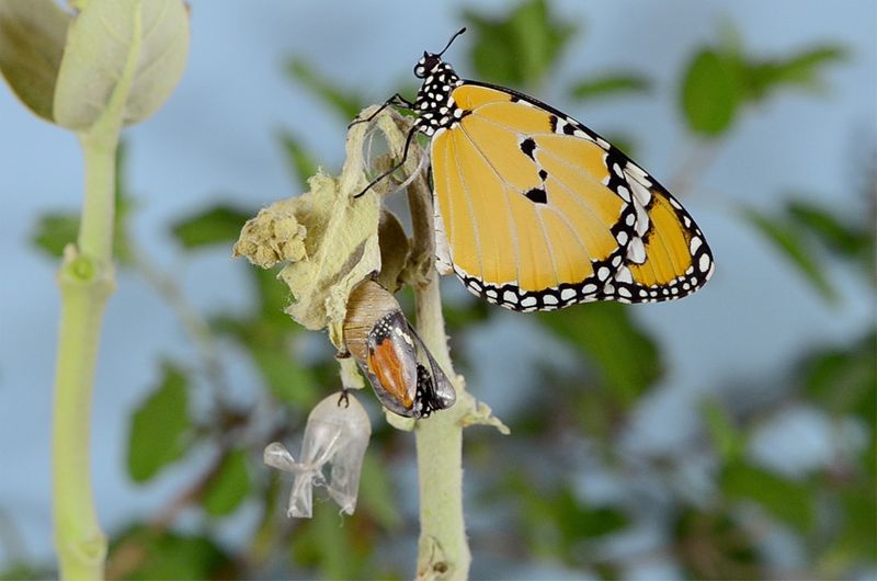 Butterfly Hatching.