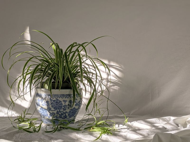 An image of a spider plant with a blue and white vase sitting on a sheet.