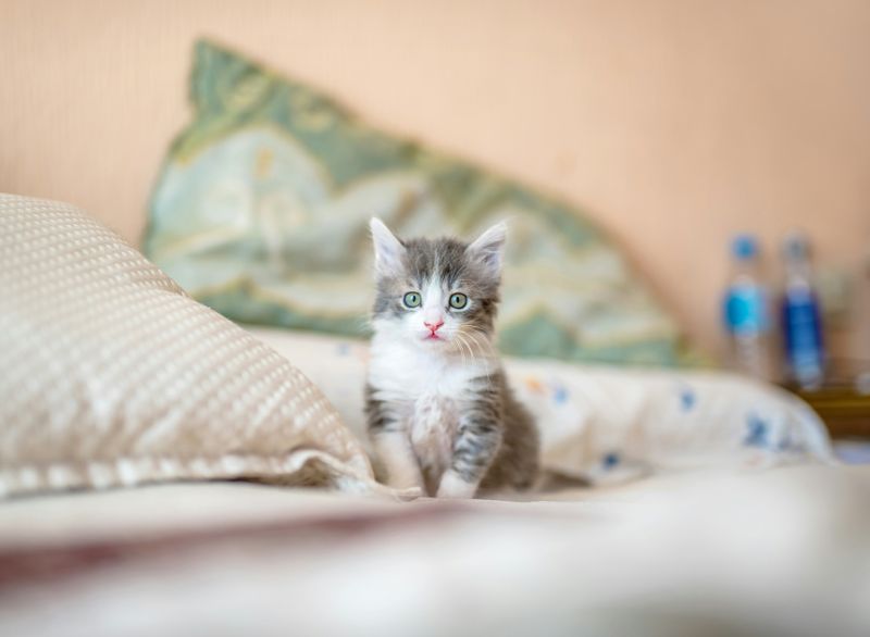 A cute kitten sitting on a bed. 