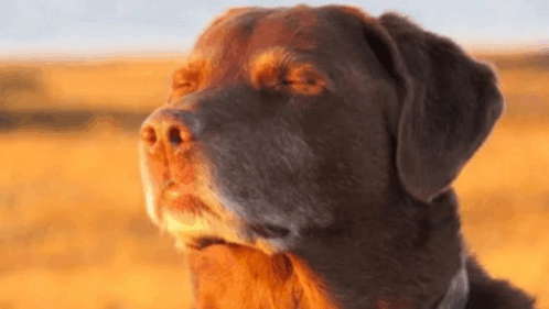 A calm dog closing their eyes in the sunlight.