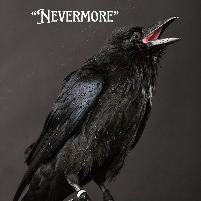 A raven says 